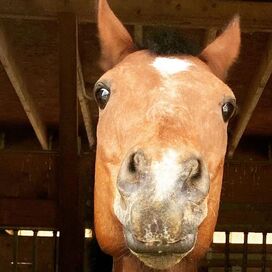 Horse front facing bay mare | Person Centered Therapy with Equine Interventions for Creatives in Maryland