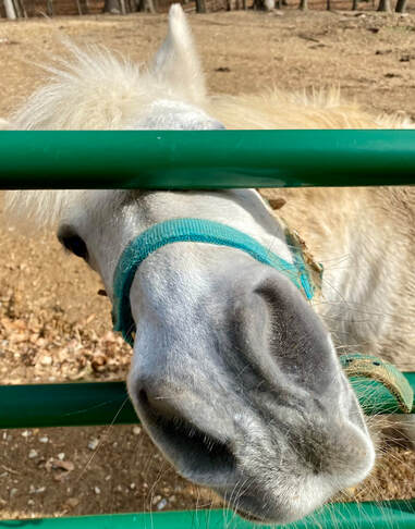 Photo of gray pony putting nose through green gate in outside paddock |  Counseling for Artists, Creativity Coaching to Conquer your Inner Critic,  Creativity Coach Cindy Cisneros, Counseling for Artists in MD and VA and Creativity Coaching in MD, VA, GA, UT, ME, CA, NY and throughout the USA, Canada, UK 